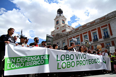 Más de 30.000 personas se manifestaron en Madrid el pasado 12 de marzo en apoyo al lobo. (Foto: Miguel Antón.- Lobo Marley)