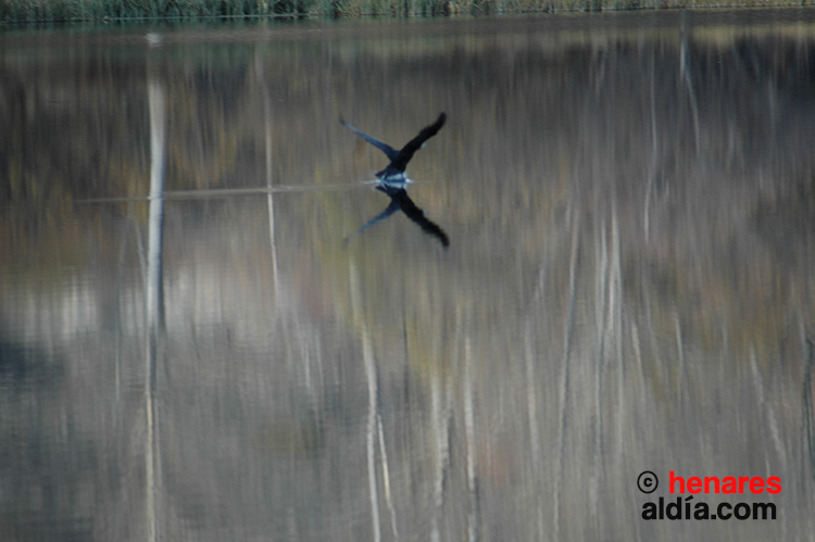 Un ave se zambulle en la Laguna de Somolinos