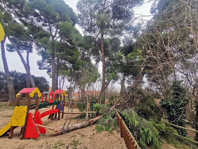 Daños en árboles provocados por la borrasca Filomena en el parque de La Quebradilla