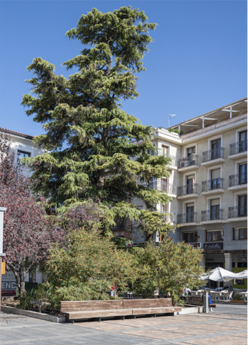 Cedro en la Plaza Mayor (foto Catálogo de árboles singulares.- Asociación Micorriza)