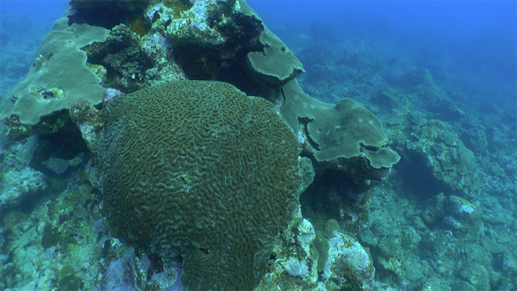 Corales Colpophyllia natans y Orbicella faveolata. Iván Castaneira. Greenpeace