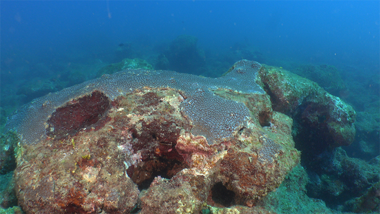Gran coral de estrellas. Montastraea cavernosa. Iván Castaneira. Greenpeace