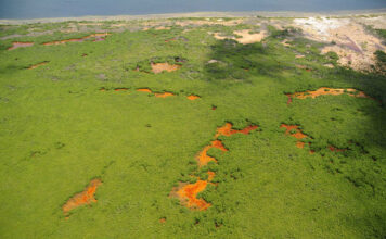 Los manglares mexicanos, en peligro por el cambio climático