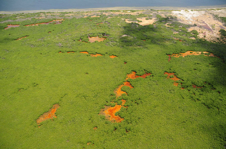 Manglares Veracruz México