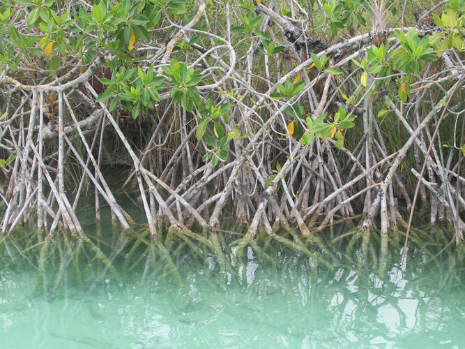 Manglares Veracruz México