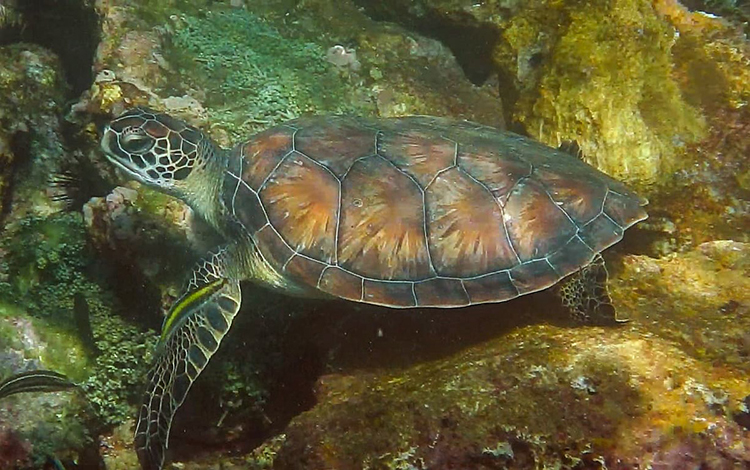 Sistema arrecifal Lobos Tuxpan