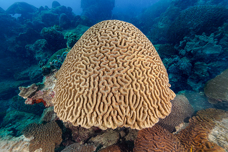 Sistema arrecifal Lobos Tuxpan